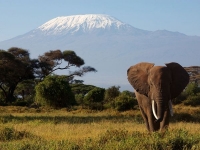 mount-kilimanjaro-tanzania_9095_600x450