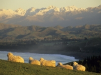 y8308 New Zealand, South Island,
Kaikura, sheeps, rolling hills 
and high mountains.

 - Neuseeland, Suedinsel,
Kaikura, Schafe, rollende Huegel
und Gebirge.
01.03.2004.

48 MB.
Copyright: Wolfgang Fuchs / Bilderberg