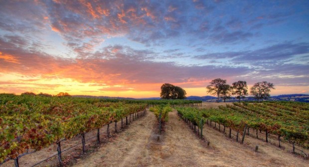A California Vineyard