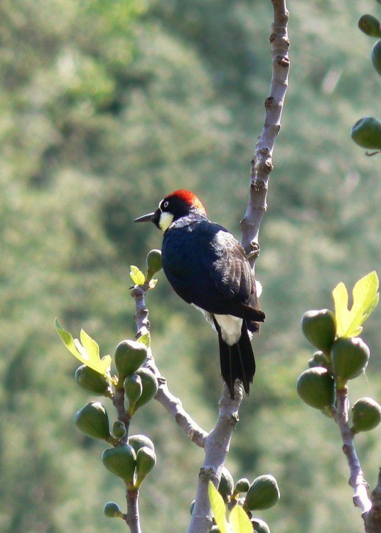 An Acorn Woodpecker