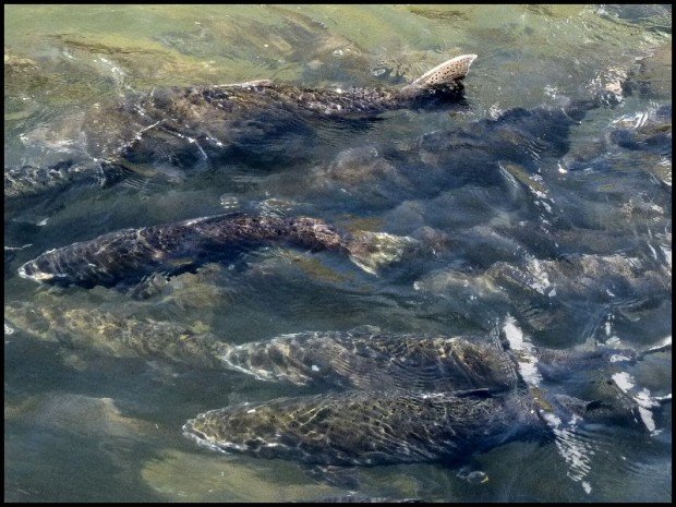 Fish swim in the American River