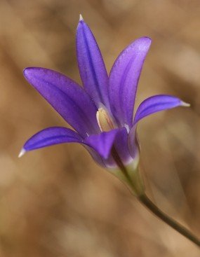 Harvest Brodiaea