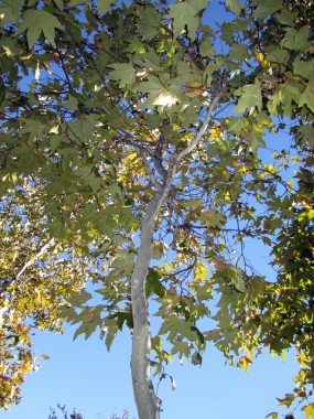 Western Sycamore