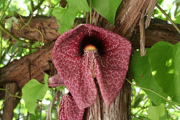 Dutchman's Pipe