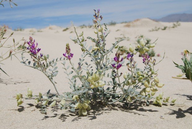 Vetch